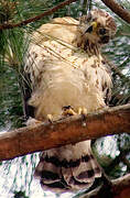 Cooper's Hawk