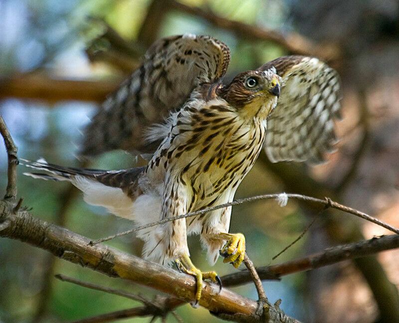 Cooper's Hawkjuvenile