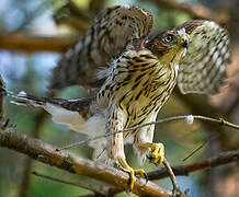 Cooper's Hawk