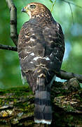 Cooper's Hawk