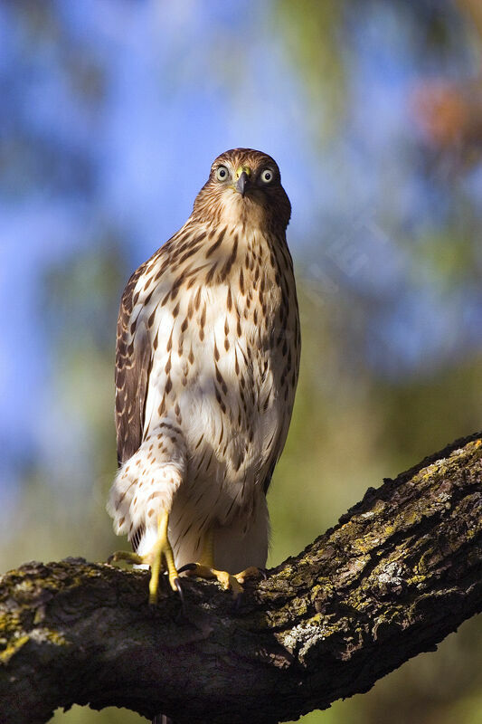 Cooper's Hawk