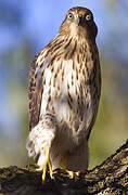 Cooper's Hawk