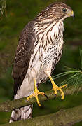 Cooper's Hawk