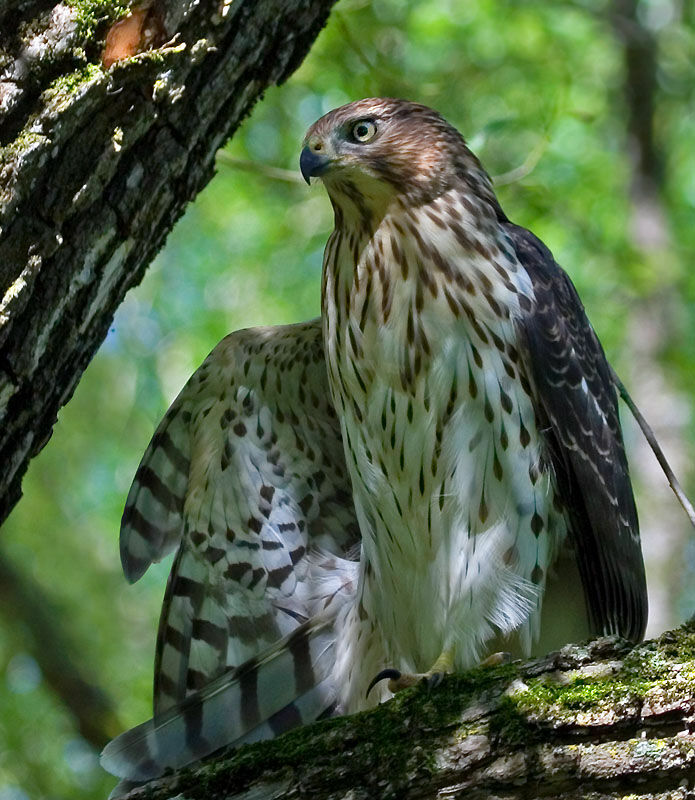 Cooper's Hawk