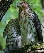 Cooper's Hawk