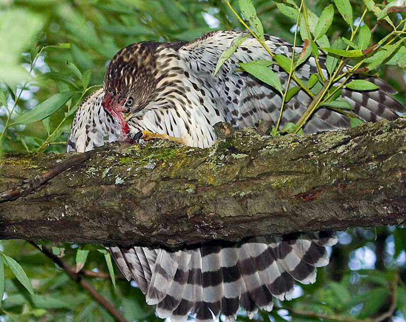 Cooper's Hawk