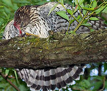 Cooper's Hawk