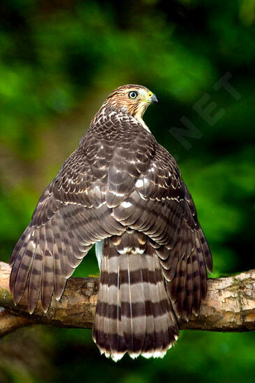 Cooper's Hawk