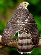 Cooper's Hawk