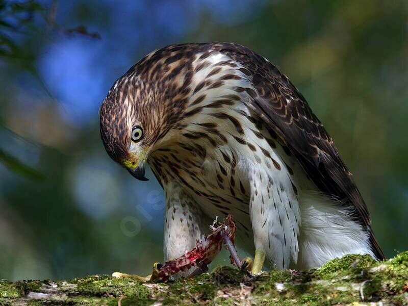 Cooper's Hawkjuvenile