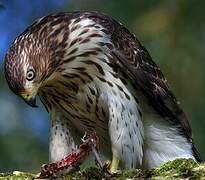 Cooper's Hawk