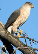 Cooper's Hawk