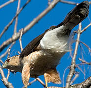 Cooper's Hawk