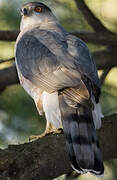 Cooper's Hawk