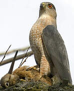 Cooper's Hawk