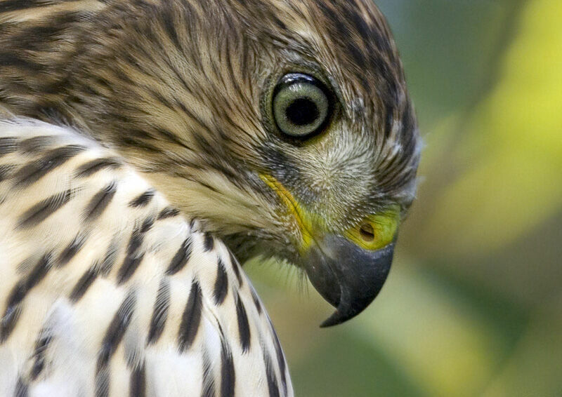 Cooper's Hawkjuvenile