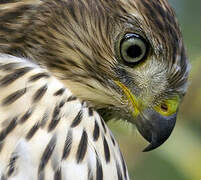 Cooper's Hawk