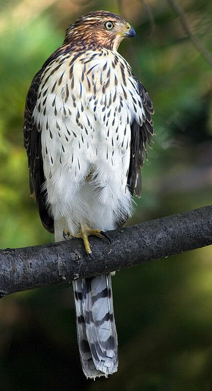 Cooper's Hawk