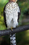 Cooper's Hawk