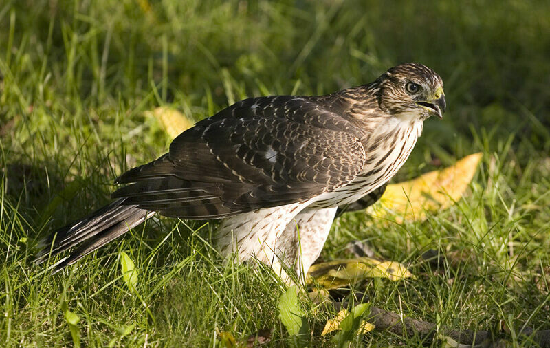 Cooper's Hawkjuvenile