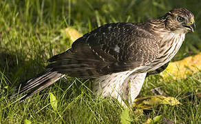 Cooper's Hawk