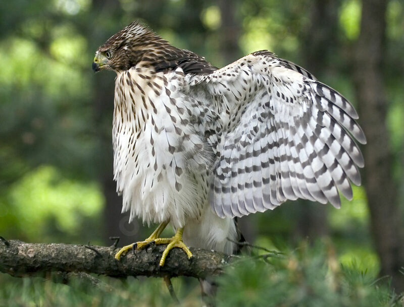 Cooper's Hawkjuvenile