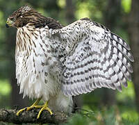 Cooper's Hawk