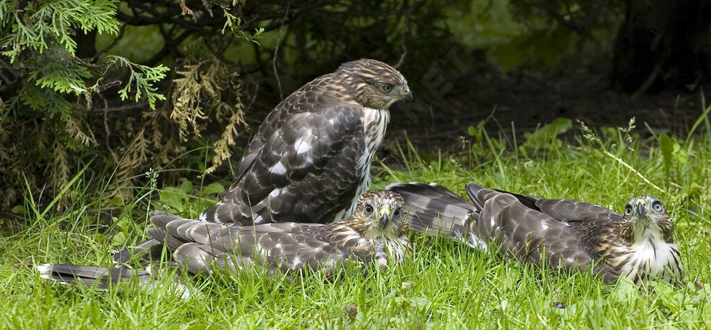 Cooper's Hawkjuvenile