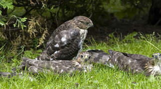 Cooper's Hawk