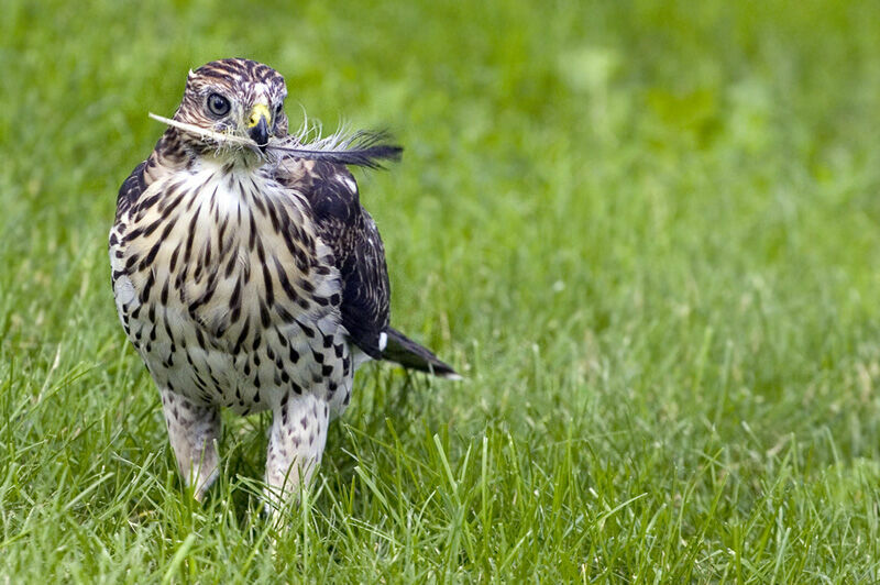 Cooper's Hawkjuvenile