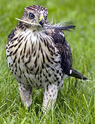 Cooper's Hawk