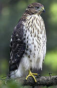 Cooper's Hawk