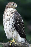 Cooper's Hawk