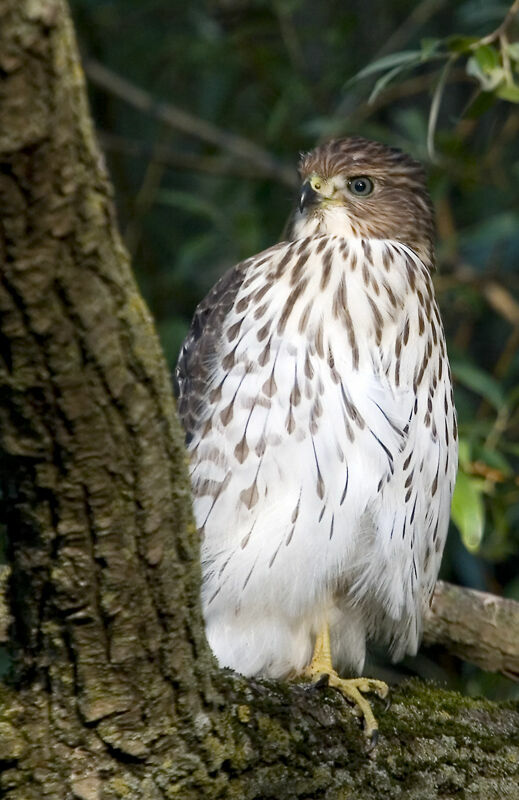 Cooper's Hawkjuvenile