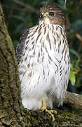 Cooper's Hawk