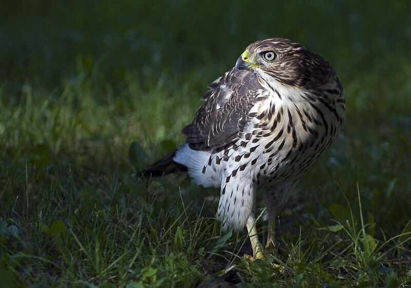 Cooper's Hawkjuvenile