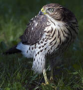 Cooper's Hawk