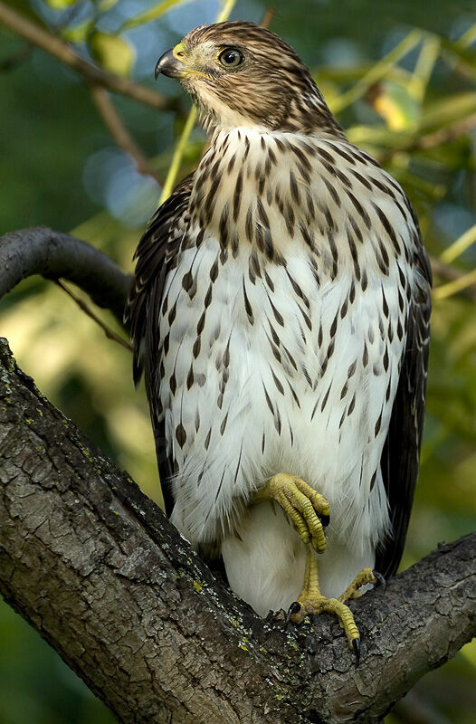 Cooper's Hawk