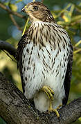 Cooper's Hawk