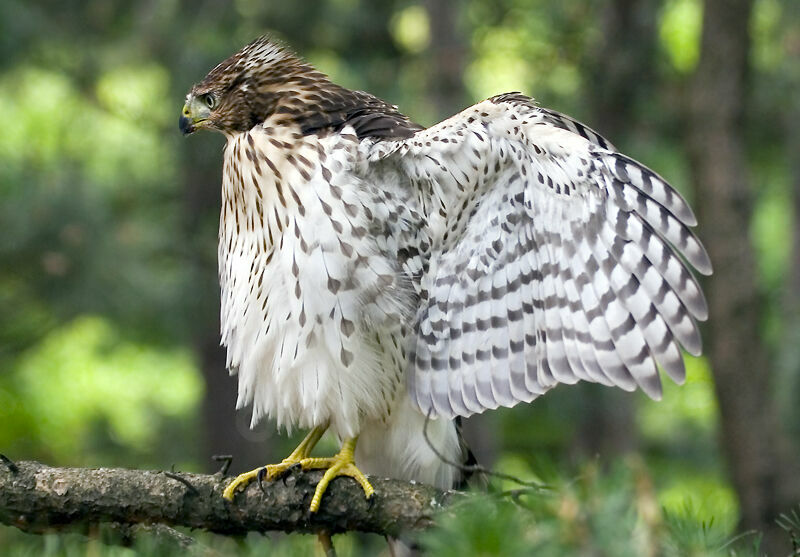 Cooper's Hawkjuvenile