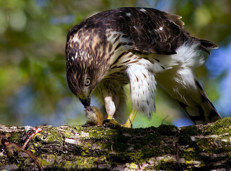 Cooper's Hawk