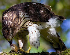 Cooper's Hawk