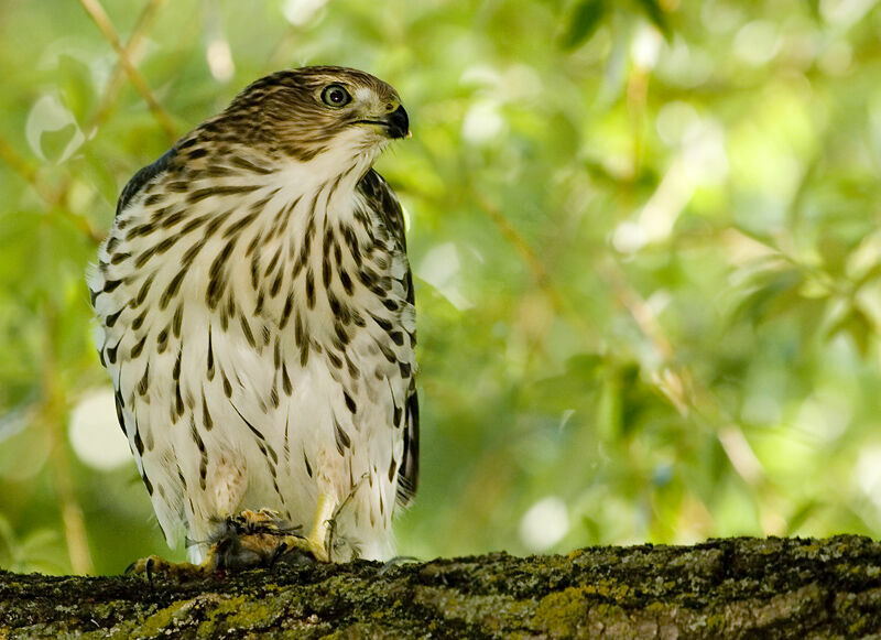 Cooper's Hawkjuvenile