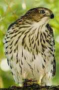 Cooper's Hawk