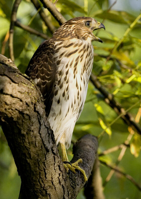 Cooper's Hawkjuvenile