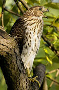 Cooper's Hawk