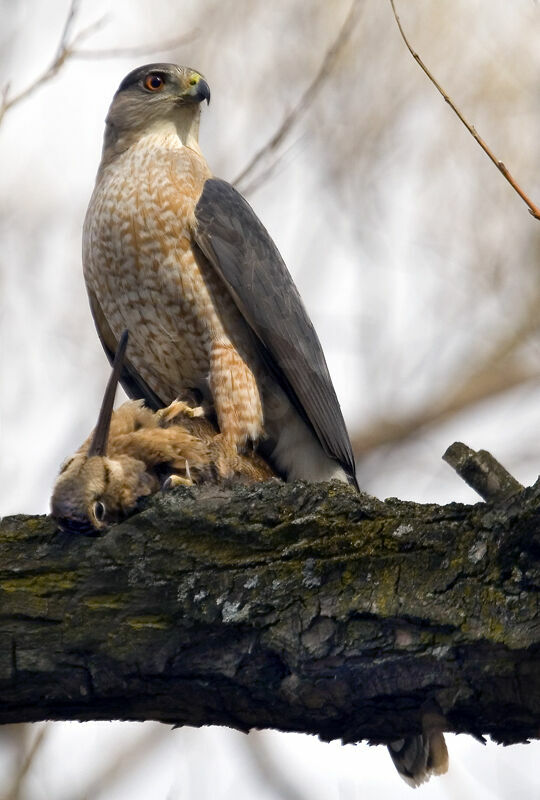 Cooper's Hawk male adult