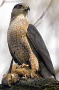 Cooper's Hawk