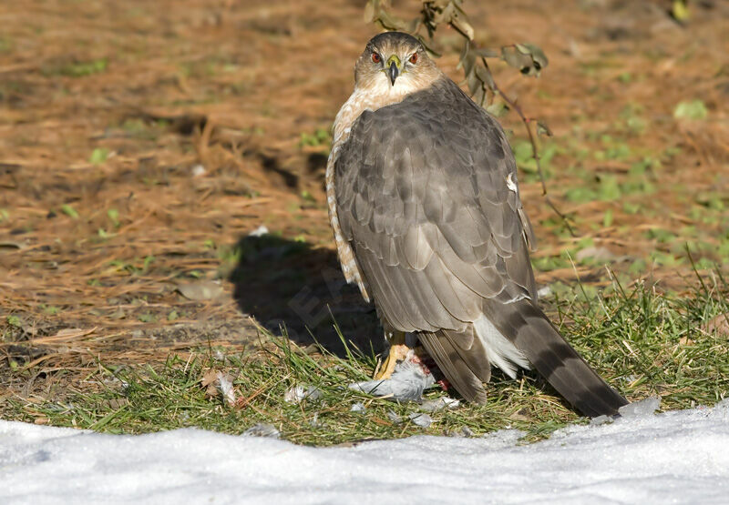 Cooper's Hawk female adult