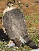 Cooper's Hawk